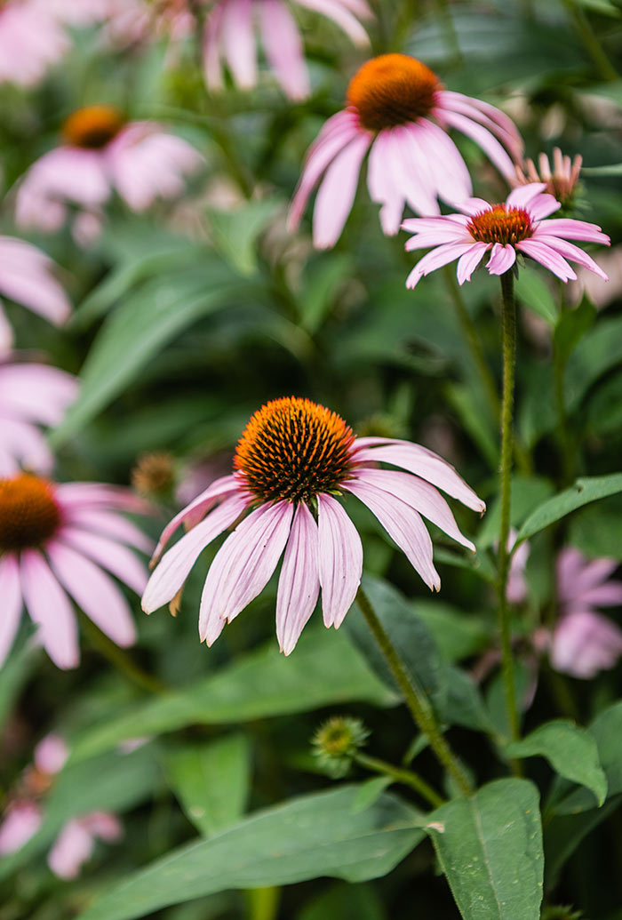 Colorful image of a purple cone flower in bloom
