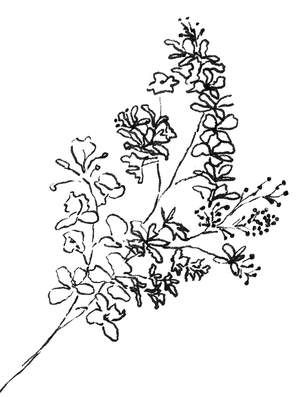 Illustrative line art drawing of a lilac landscape plant