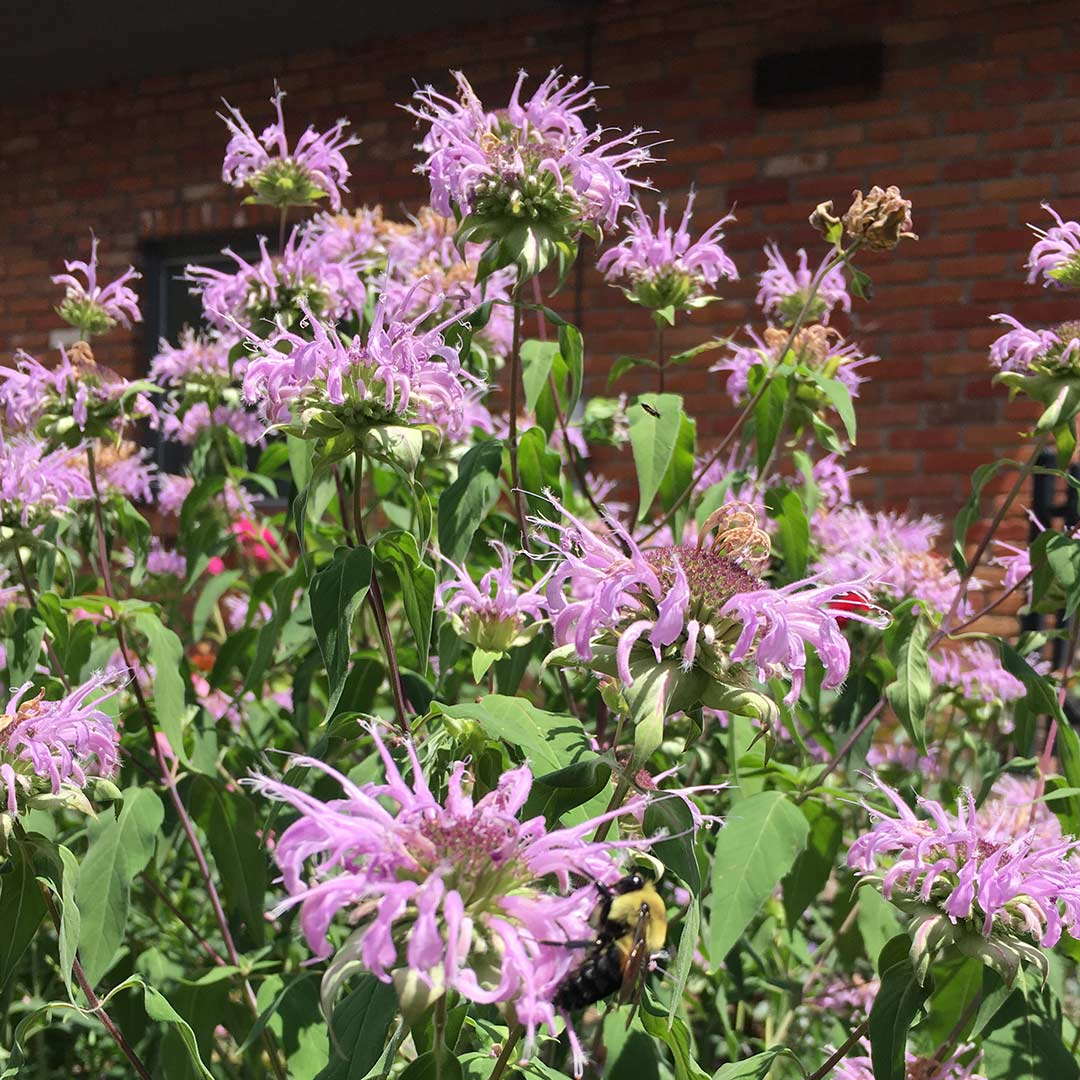 Native and draught tolerant plant, bee balm in full bloom