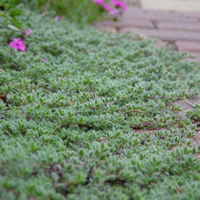 wooly thyme groundcover