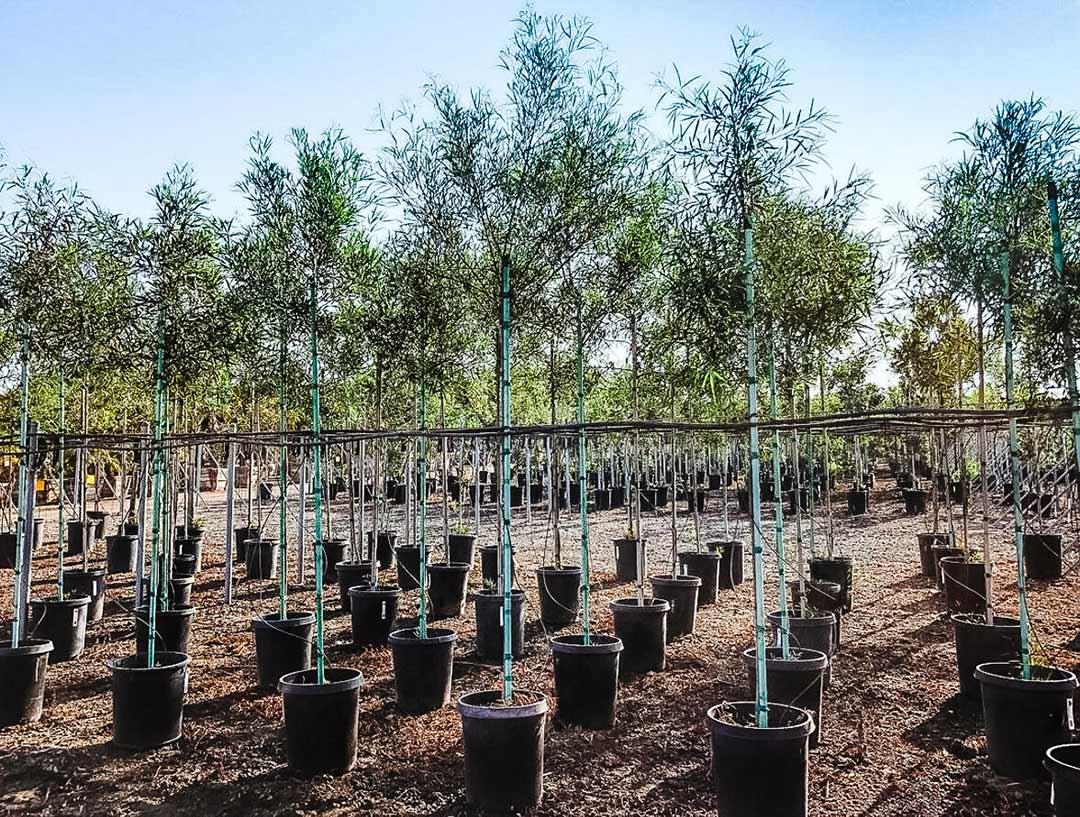 Rows of young sapling trees ready for purchase and planting in Colorado