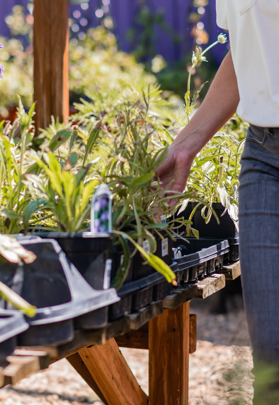 Close up image of Kristen Whitehead, owner of Helios Landscape Design, hand-selecting the perfect plants to be implemented in a landscape design. 