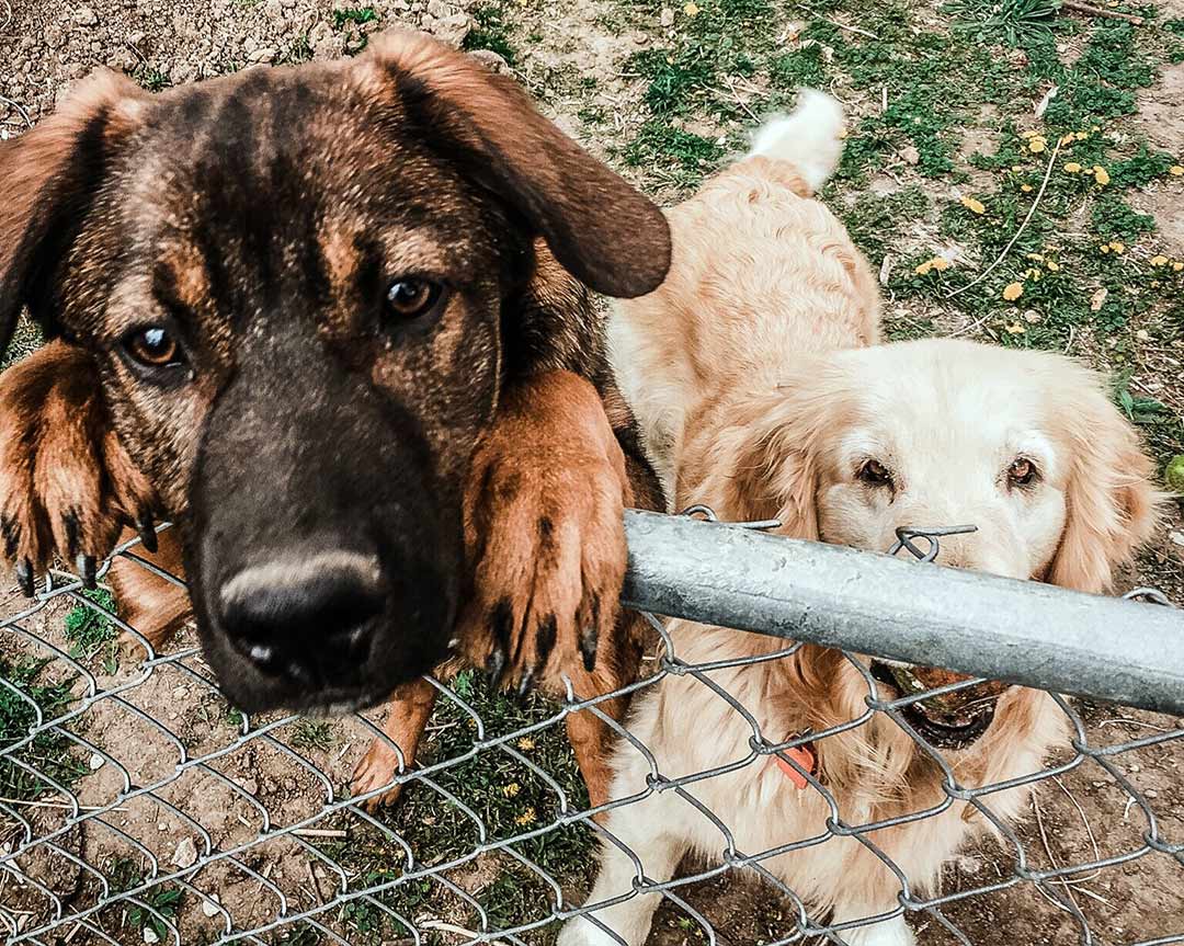 A dog and another dog next to a fence looking up at whoever is taking their picture and about to create a landscape for dogs for them