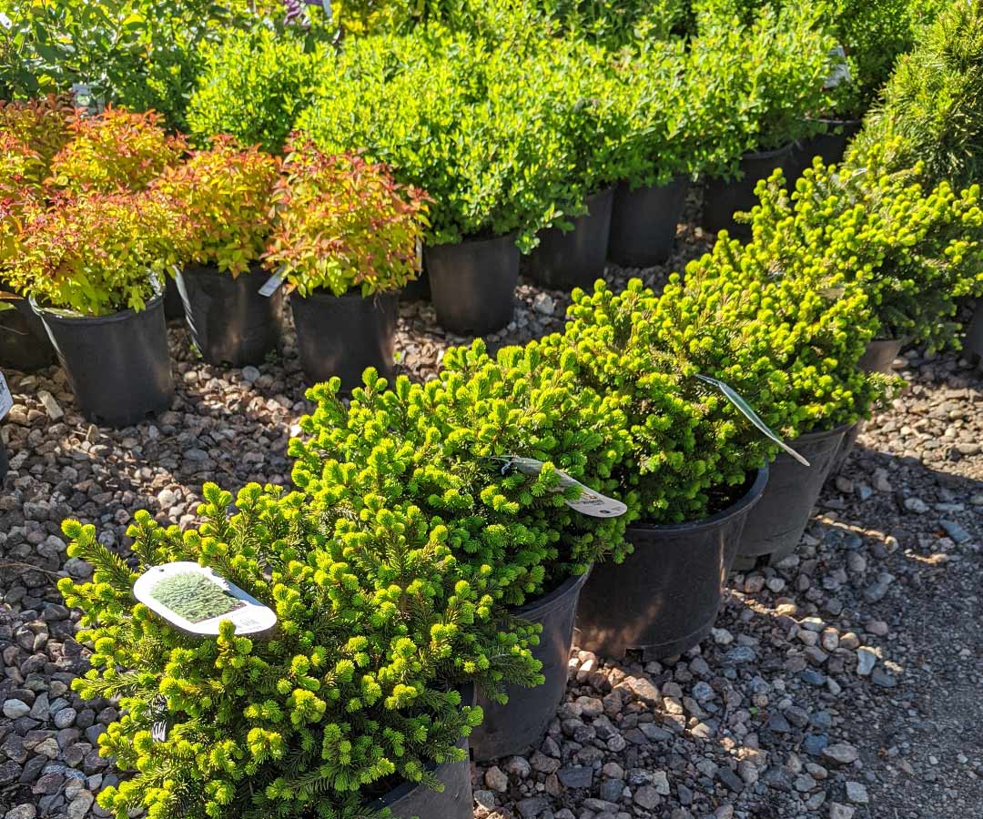 5 gallon buckets of three species of small bushes featured in front is one of Helios designer's favorites, a Norwegian spruce
