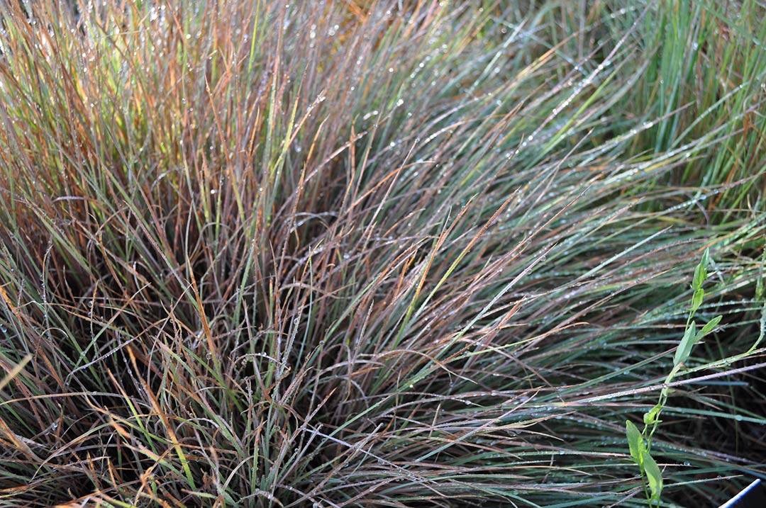 Blaze little Bluestem grass - a favorite fall color plant for Helios Landscape Design