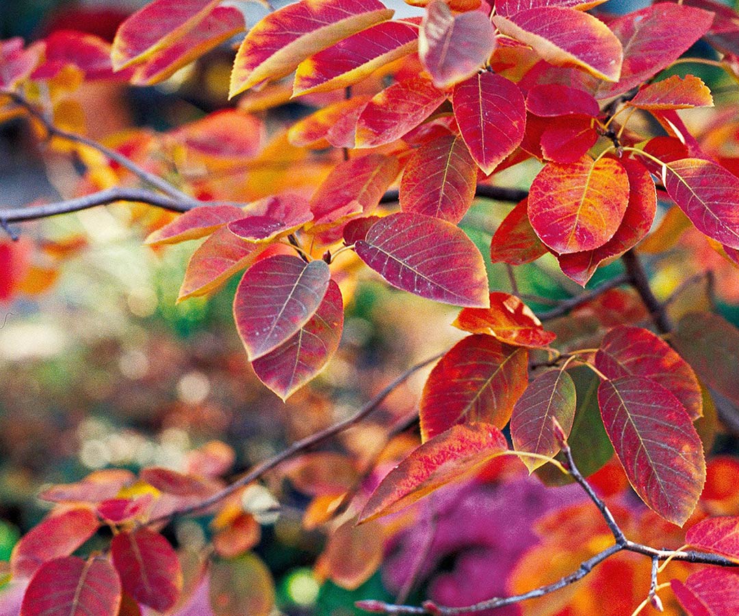 One of Helios Landscape designer Kristen Whitehead's favorite fall color a Autum Brilliance Serviceberry