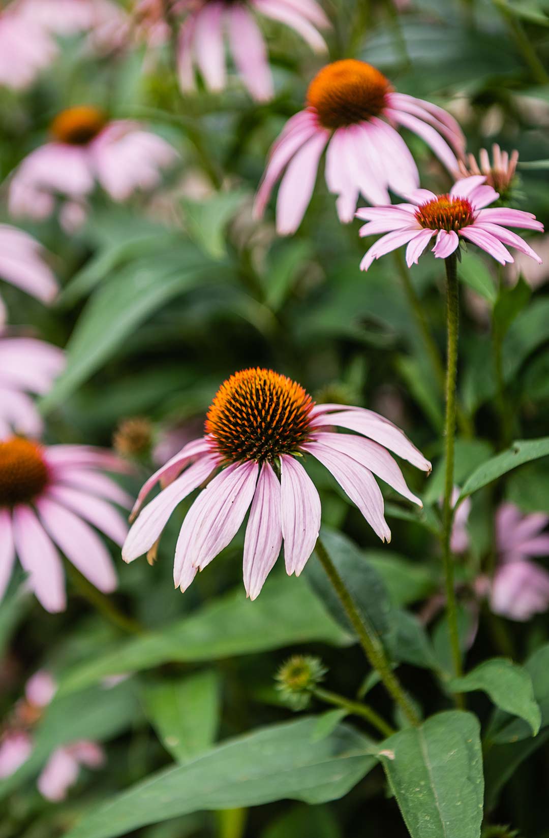 Macro image of a xeric wildflower a purple coneflower that thrives as a lawn alternative that is often used by Helios Landscape Design in Longmont Colorado