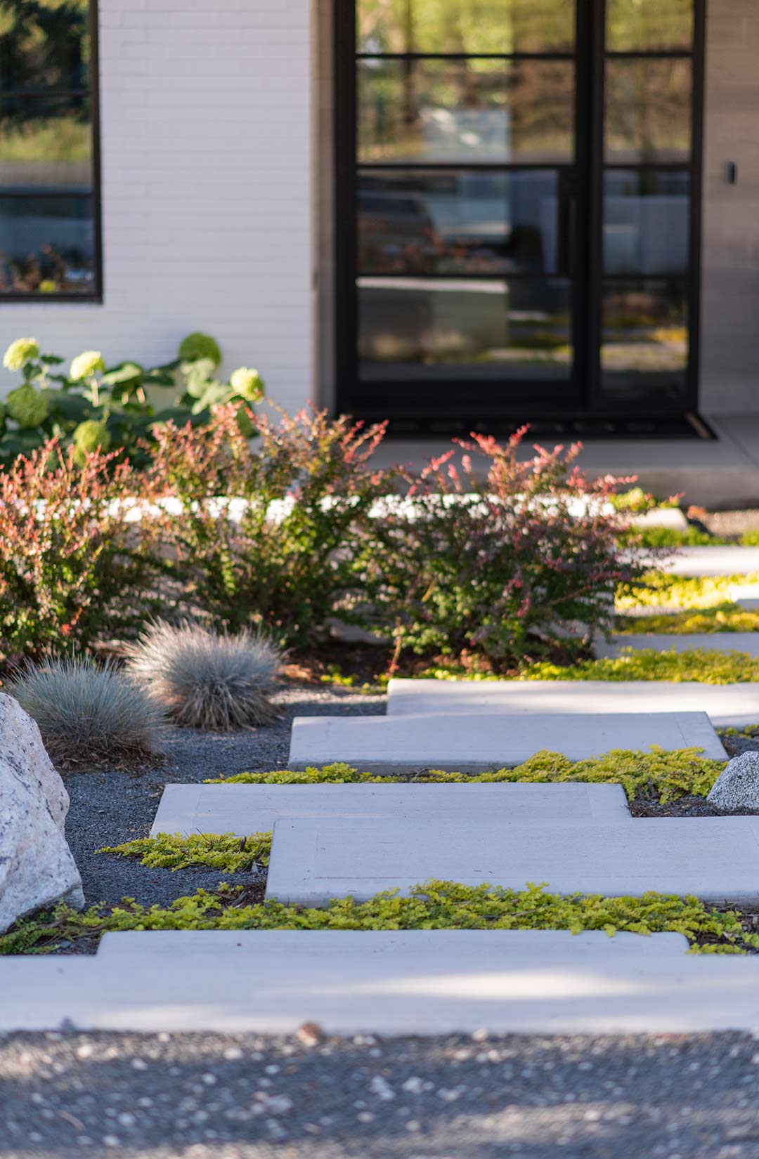 Mid-century front yard landscape design with a modern front walkway made from staggered concrete pavers that feature bright green ground cover, barberry shrubs and blue fescue ornamental grasses in Boulder Colorado